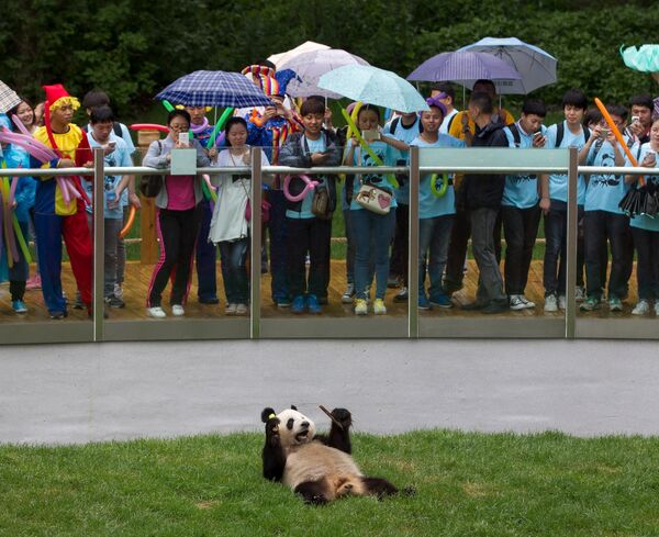 Гигантская панда в зоопарке города Чанчунь, Китай