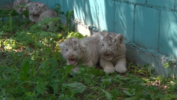 Усатая команда, или Белые тигрята из зоопарка Литвы впервые вышли на охоту