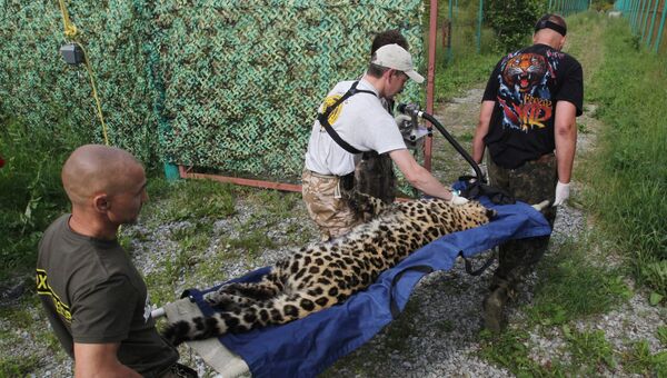 Сотрудники Центра реабилитации и реинтродукции тигров переносят пострадавшего от браконьеров детеныша дальневосточного леопарда в новый вольер после карантина