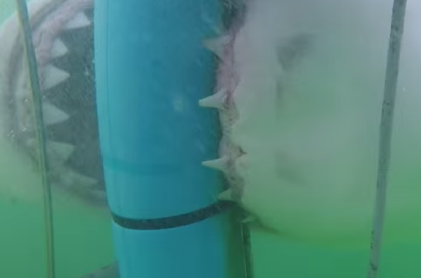 Взгляни страху в глаза: акула атакует туристов