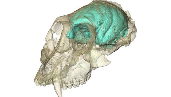 Ученые создали трехмерную модель мозга древнейшей обезьяны