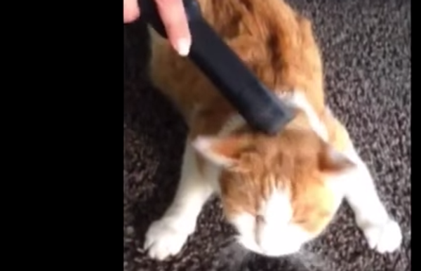 Лайфхак: как при помощи пылесоса почистить кота