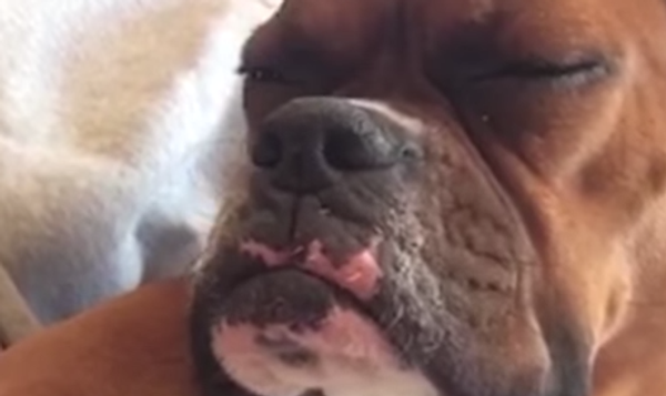 Спи, моя радость, усни: собаки борются со сном