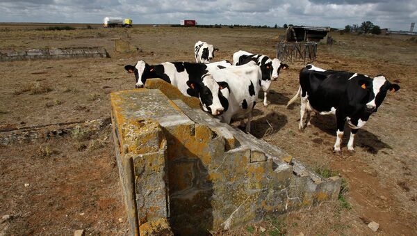 Коровы на ферме. Архивное фото