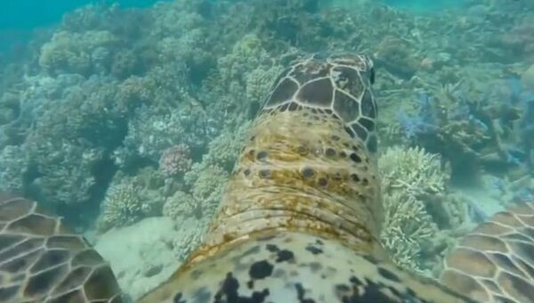 Коралловый риф глазами черепахи