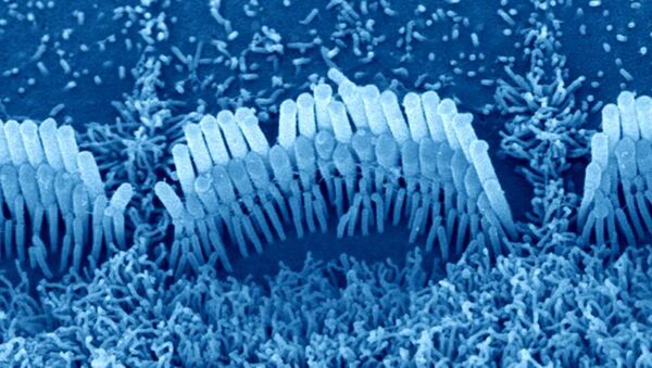 Волосковые клетки на поверхности “улитки” внутреннего уха
