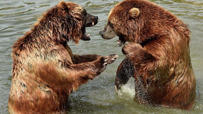 Бурые медведи в зоопарке. Архивное фото