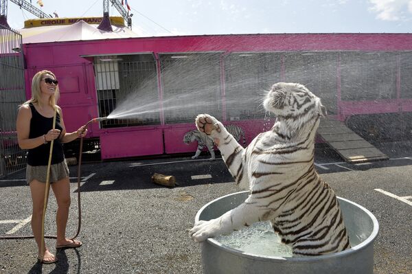 Девушка обливает водой белого тигра из цирка Медрано во время жары в Лиможе, Франция