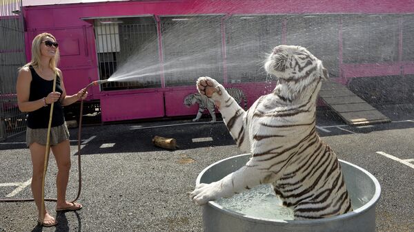 Девушка обливает водой белого тигра из цирка во время жары во Франции
