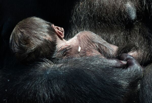 Детеныш гориллы с матерью в зоопарке Франкфурта-на-Майне, Германия