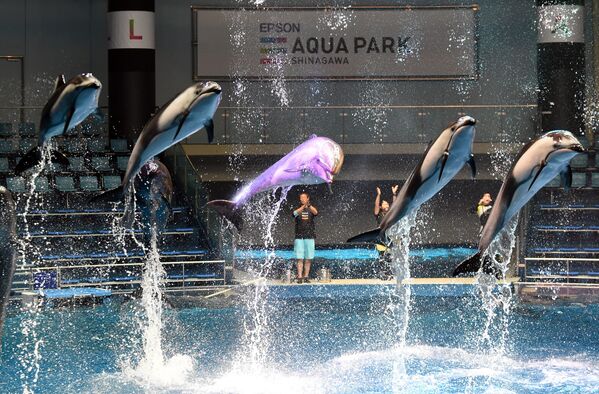 Дельфины во время шоу для прессы, приуроченного к открытию аквапарка Синагаве в Токио