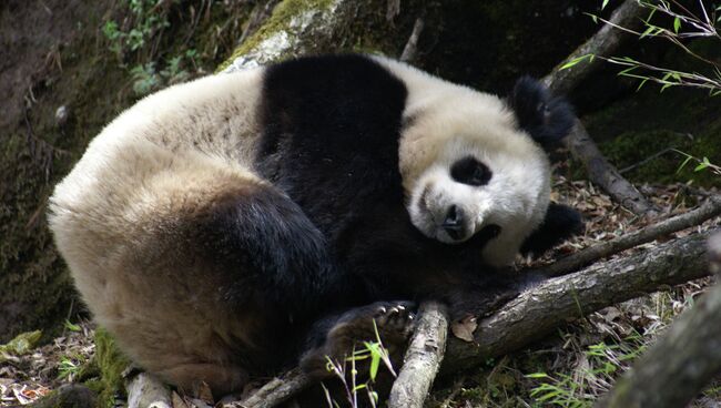 Панды оказались столь же экономичными, как и ленивцы Панды оказались столь же экономичными, как и ленивцы