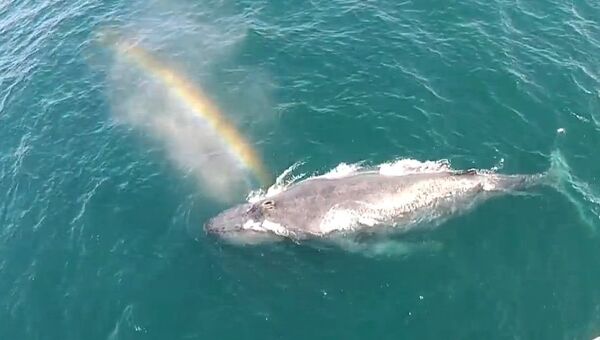 Идеальная радуга от горбатого кита