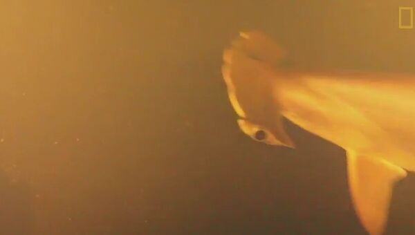 Ученые обнаружили живых акул в кратере действующего вулкана