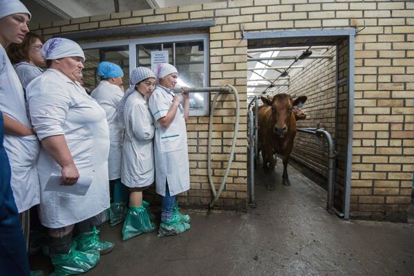Участницы областного конкурса операторов машинного доения коров в поселке Павлоградка Омской области