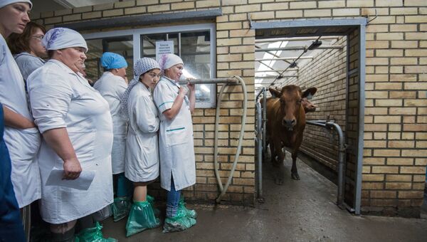 Участницы областного конкурса операторов машинного доения коров в поселке Павлоградка Омской области