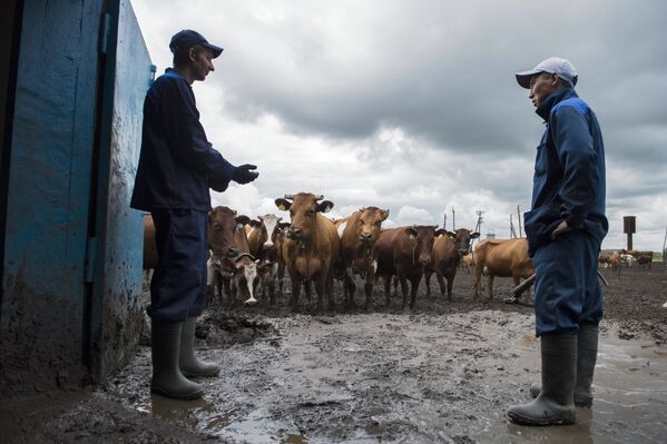 Стадо коров перед областным конкурсом операторов машинного доения коров в поселке Павлоградка Омской области