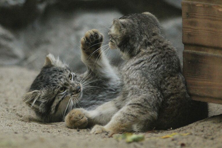 Котята манула в Новосибирском зоопарке