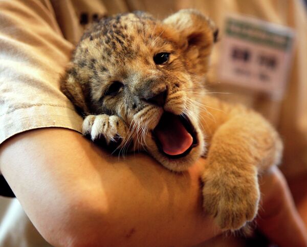 Meet Bahati The Cub, The Adorable Model For Simba In The Lion King Remake Cute b