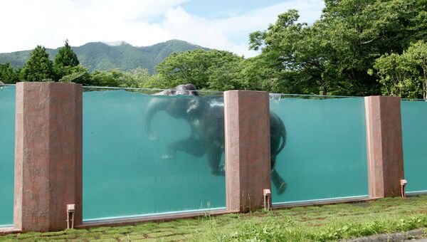 Азиатский слон в Фудзи Сафари Парке, Япония