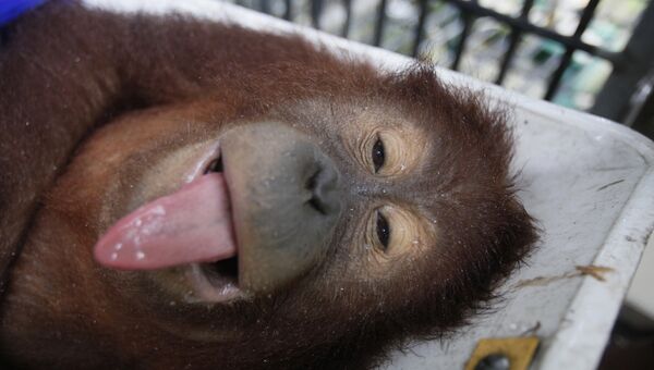 Орангутан в реабилитационном центре. Северная Суматра, Индонезия