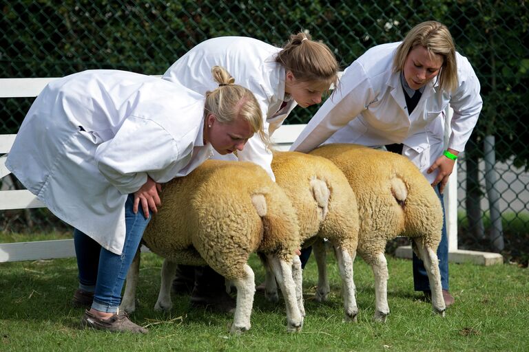 Фермеры осматривают овец перед Great Yorkshire Show в северной Англии. Июль 2015