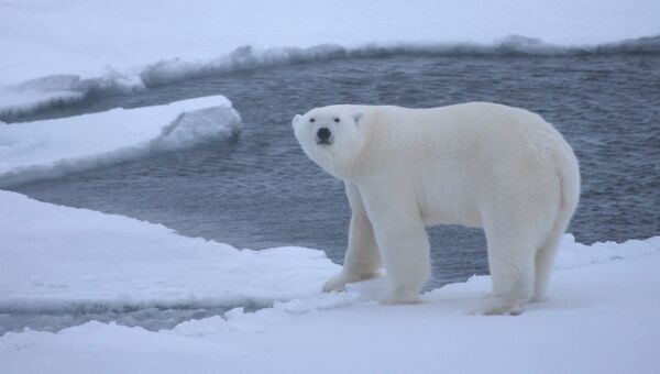 Загадочный спад числа полярных мишек: почему белые медведи исчезают с лица Земли