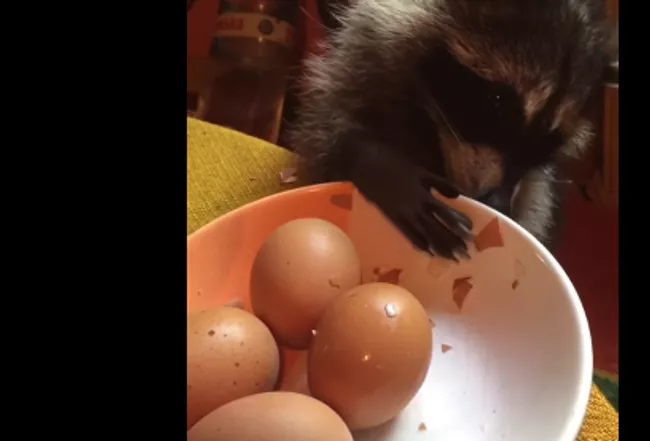 Енот, который ну очень любит полакомиться яйцами