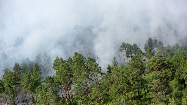Лесные пожары, архивное фото