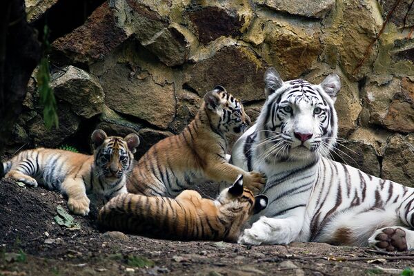 Белая тигрица со своими детенышами в зоопарке Кали, Колумбия