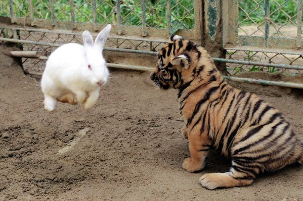 Тигренок охотится на кролика в заповеднике Циндао, Китай