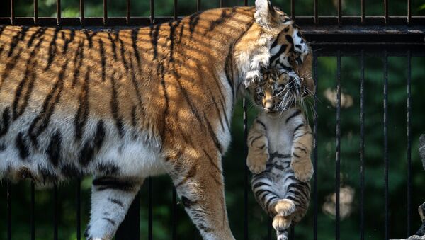 Амурская тигрица Лапа со своим детенышем в вольере Новосибирского зоопарка. Архивное фото