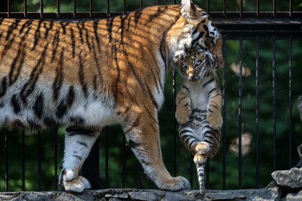 Амурская тигрица Лапа со своим детенышем в вольере Новосибирского зоопарка