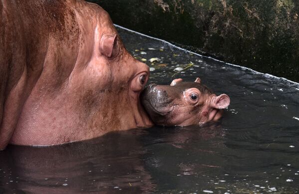 Новорожденный бегемот с мамой в зоопарке Ассама в Гувахати