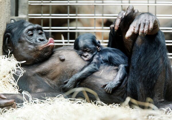 Детеныш карликового шимпанзе с матерью в зоопарке Франкфурта, Германия