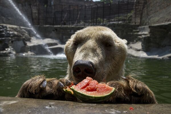 Белый медведь ест арбуз в зоопарке Белграда, Сербия