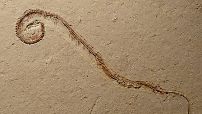 Окаменелые останки Tetrapodophis amplectus