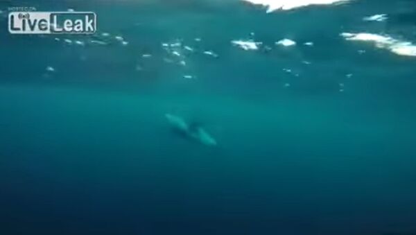 Дельфины знакомятся с норвежской береговой охраной