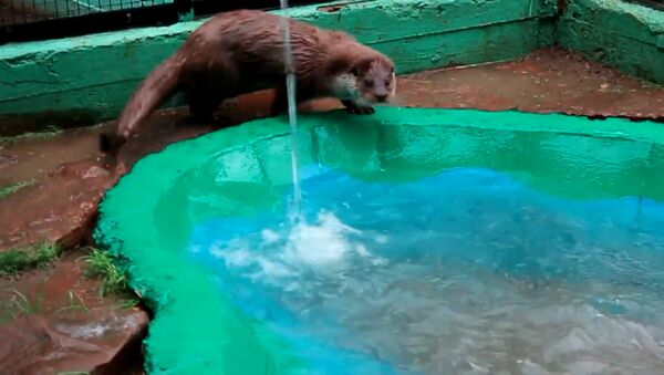Душ для Рублика: двухлетняя выдра купалась и играла в зоопарке Красноярска