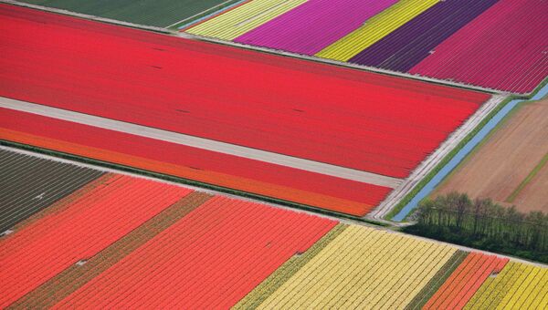 Тюльпановые поля фермы по выращиванию цветов в Нидерландах. Архивное фото