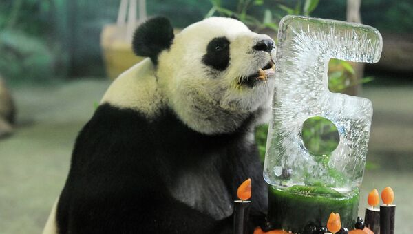 Гигантская панда по кличке Юаньюань в зоопарке Тайбэя. Архивное фото