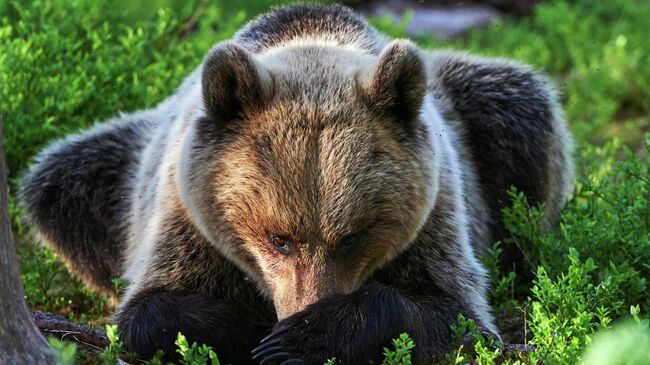 Бурый медведь. Архивное фото