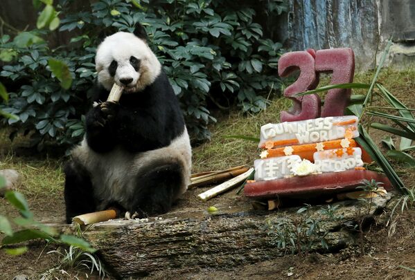Большая панда Цзя-Цзя из Океанического парка Гонконга обедает рядом с праздничным тортом в честь своего 37-летия