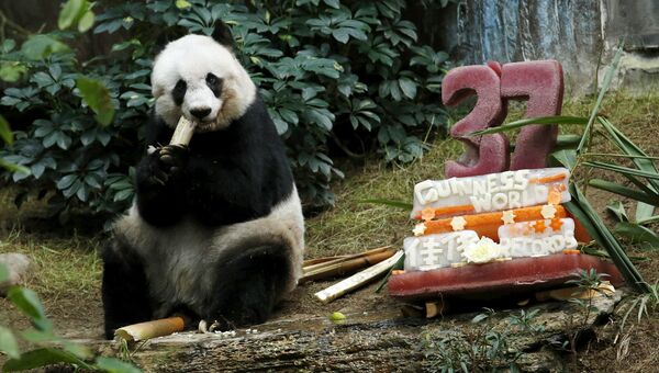 Большая панда Цзя-Цзя из Океанического парка Гонконга обедает рядом с праздничным тортом в честь своего 37-летия