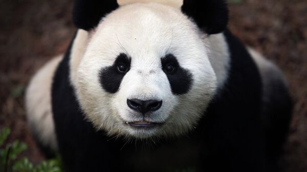 Большая панда Цзя-Цзя в зоопарке Сингапура Речное сафари