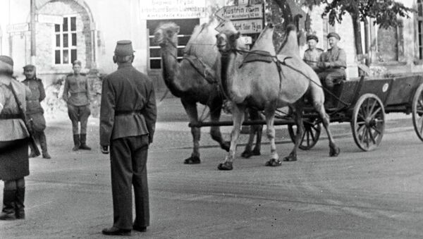 Верблюды, прошедшие путь от Сталинграда до Берлина. 1945 год