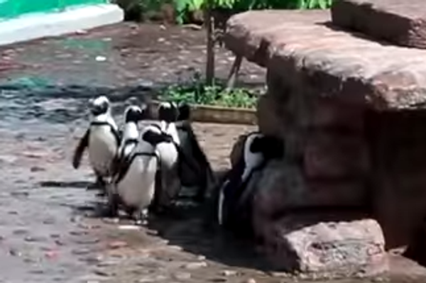 Улыбаемся и машем: купание черно-белых пингвинов