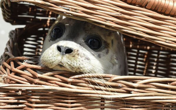 Молодой тюлень выглядывает из корзины на острове Юист