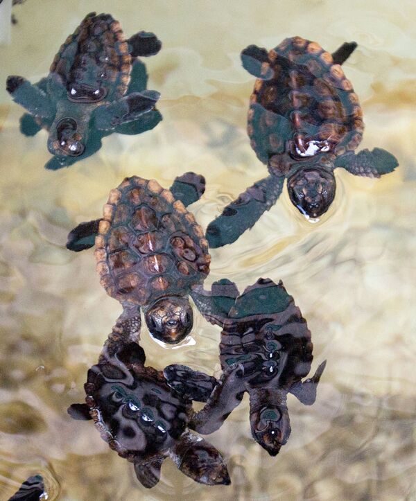 Маленькие черепахи