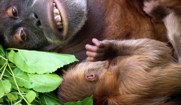 Орангутанг с детенышем в зоопарке Дрездена